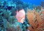 AmbergrisCaye05 - 122
